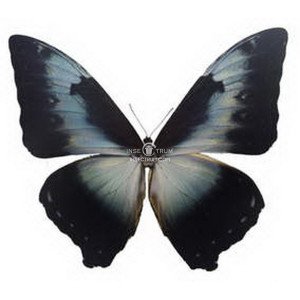 MORPHO CISSEIS CABRERA